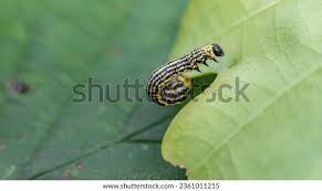 Attēlu rezultāti vaicājumam “Abraxas sylvata imago”