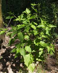 Attēlu rezultāti vaicājumam “Chenopodium acerifolium leaf”