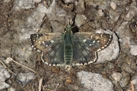 Attēlu rezultāti vaicājumam “Pyrgus serratulae”