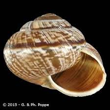 Attēlu rezultāti vaicājumam “Arianta arbustorum”