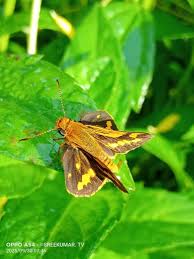 Attēlu rezultāti vaicājumam “Heteropterus morpheus underside”