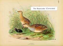 Attēlu rezultāti vaicājumam “Crex crex eggs”