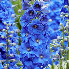 Attēlu rezultāti vaicājumam “Delphinium elatum  fruit”