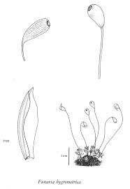 Attēlu rezultāti vaicājumam “Funaria hygrometrica”