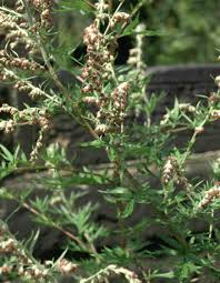 Image result for Artemisia vulgaris