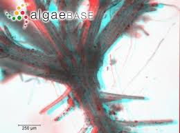 Attēlu rezultāti vaicājumam “Chara aspera”