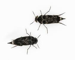 Attēlu rezultāti vaicājumam “Mordella sp.”