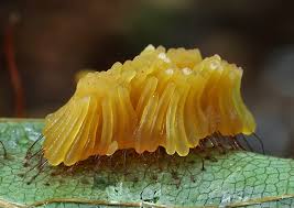 Attēlu rezultāti vaicājumam “Stemonitopsis sp.”