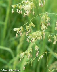 Attēlu rezultāti vaicājumam “Poa trivialis leaf”