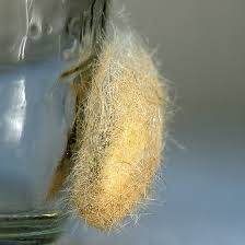 Attēlu rezultāti vaicājumam “Phylloneta cocoon”