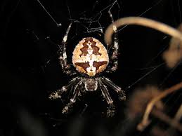 Attēlu rezultāti vaicājumam “Araneus angulatus”