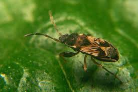 Attēlu rezultāti vaicājumam “Scolopostethus thomsoni”