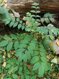Attēlu rezultāti vaicājumam “Phellodendron amurense flower”