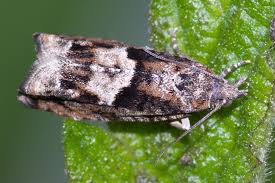 Attēlu rezultāti vaicājumam “Epinotia immundana”