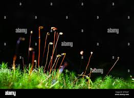 Attēlu rezultāti vaicājumam “Bryum argenteum sporophyte”