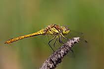 Attēlu rezultāti vaicājumam “Sympetrum vulgatum”