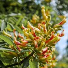 Attēlu rezultāti vaicājumam “Aesculus x hybrida bud”
