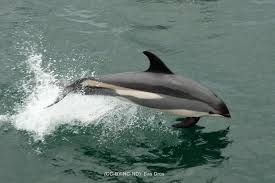 Image result for Leucopleurus acutus