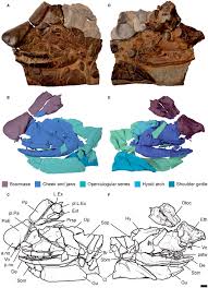 Attēlu rezultāti vaicājumam “Laccognathus panderi”