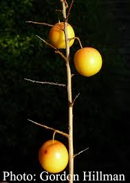Attēlu rezultāti vaicājumam “Prunus cerasifera fruit”