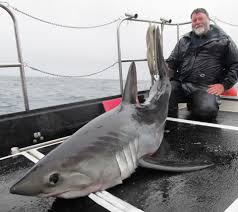 Image result for Lamna nasus