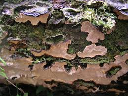 Attēlu rezultāti vaicājumam “Laurilia sulcata”