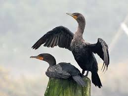 Image result for Phalacrocorax auritus