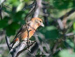 Attēlu rezultāti vaicājumam “Loxia pytyopsittacus male”