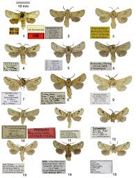 Attēlu rezultāti vaicājumam “Cossus cossus imago”