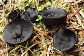 Attēlu rezultāti vaicājumam “Pseudoplectania nigrella”