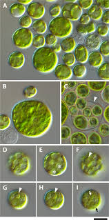 Attēlu rezultāti vaicājumam “Chaetophora pisiformis”