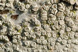 Attēlu rezultāti vaicājumam “Lecanora conizaeoides”