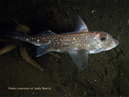 Image result for Hydrolagus colliei