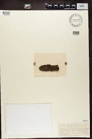 Attēlu rezultāti vaicājumam “Coenogonium pineti”