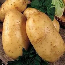 Attēlu rezultāti vaicājumam “Solanum tuberosum”