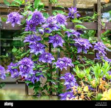 Image result for clematis multi blue