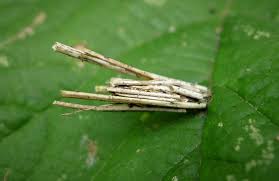 Attēlu rezultāti vaicājumam “Psyche casta larva”