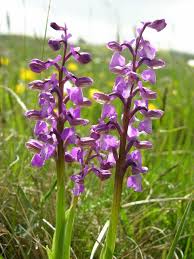 Attēlu rezultāti vaicājumam “Orchis morio”