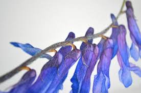 Attēlu rezultāti vaicājumam “Vicia cracca bud”