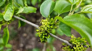 Attēlu rezultāti vaicājumam “Rhamnus cathartica fruit”