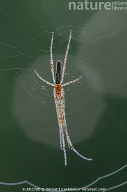 Attēlu rezultāti vaicājumam “Tetragnatha extensa”