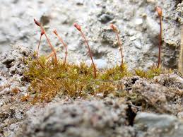 Attēlu rezultāti vaicājumam “Dicranella staphylina”