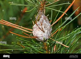 Attēlu rezultāti vaicājumam “Retinia resinella”