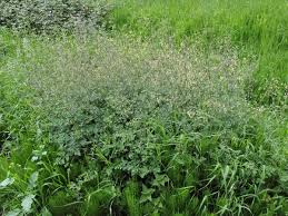 Attēlu rezultāti vaicājumam “Thalictrum minus”