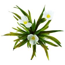 Attēlu rezultāti vaicājumam “Stratiotes aloides flower”