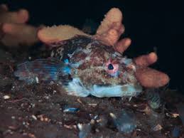 Image result for Myoxocephalus scorpioides