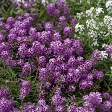 Image result for Alyssum diffusum