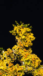 Attēlu rezultāti vaicājumam “Xanthoria parietina”