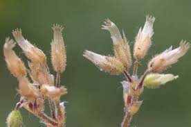 Attēlu rezultāti vaicājumam “Cerastium semidecandrum bud”