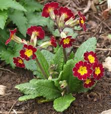 Attēlu rezultāti vaicājumam “Primula x polyantha flower”